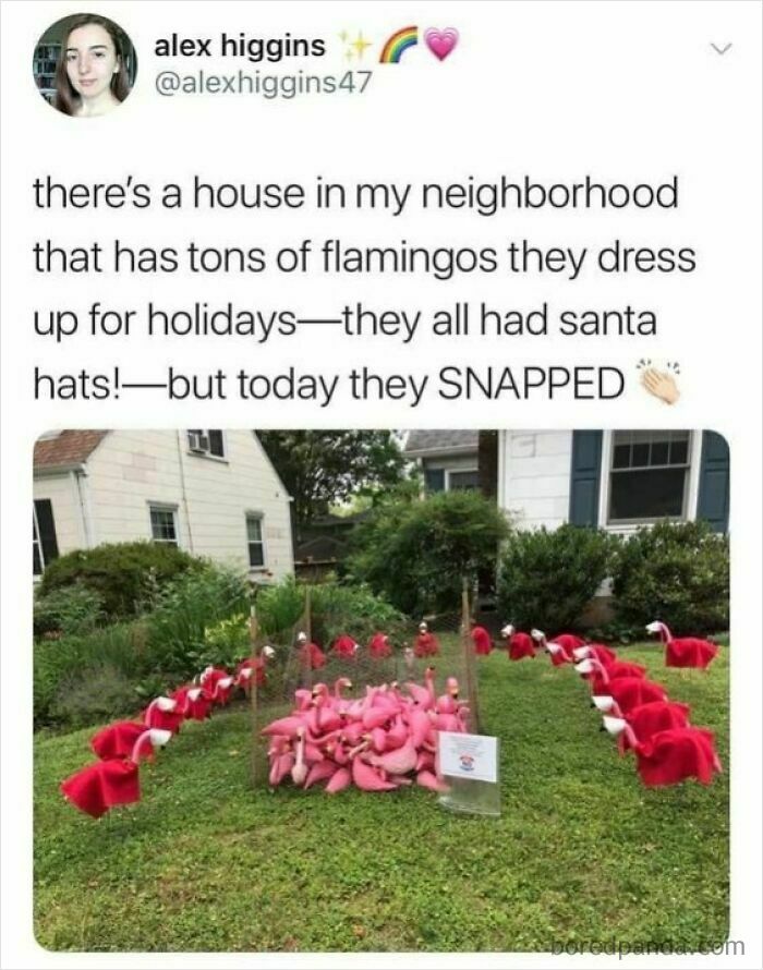 Humorous meme showing flamingo yard decorations dressed in Santa hats with a funny holiday twist.