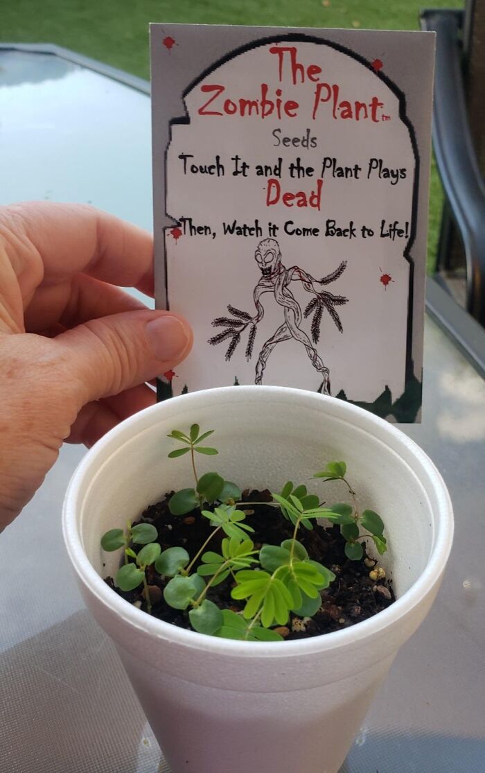 Hand holding Zombie Plant seeds packet above small green seedlings in a white cup, last-minute gifts idea for guests.