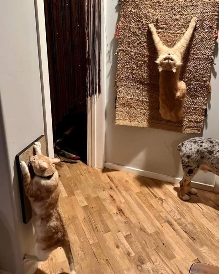 Gato divertido trepando pared junto a otro gato y perro en suelo de madera con alfombra, imagen graciosa y extraña 2025.