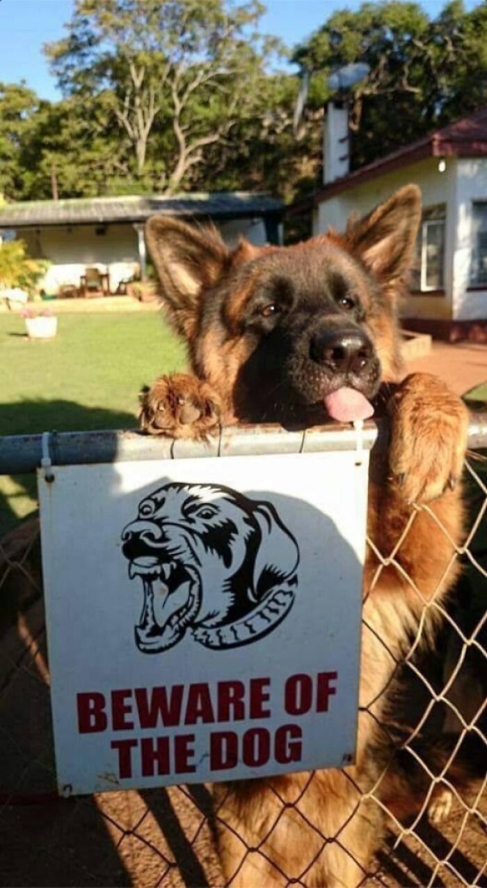 German shepherd dog playfully sticking tongue out behind beware of the dog sign, expectations vs reality photo.