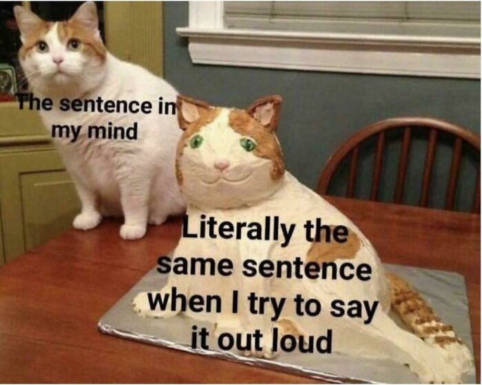 Cat next to a poorly made cat cake, illustrating expectations vs reality photos that left people underwhelmed.