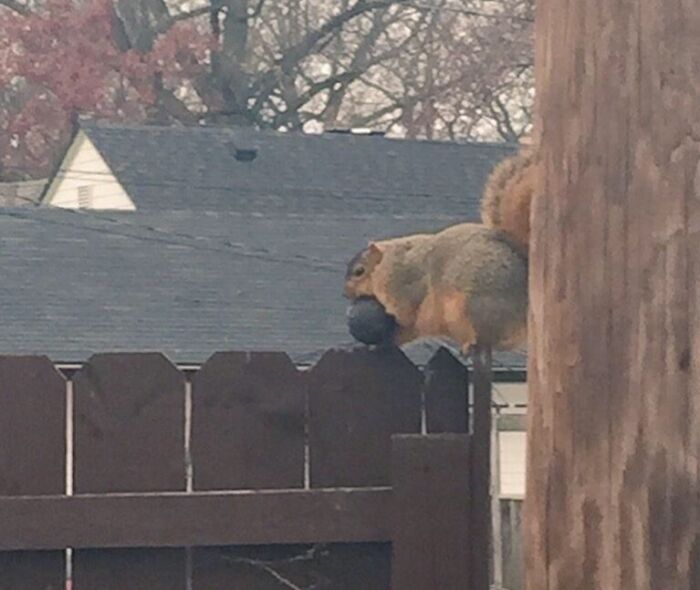 Squirrel caught sneaking food on a fence, holding a dark object in its mouth in a suburban backyard setting.
