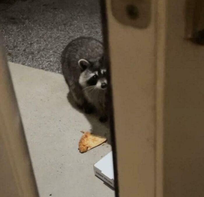 Raccoon caught sneaking pizza slice outside a door, one of the sneaky pets who tried to steal food but got busted.