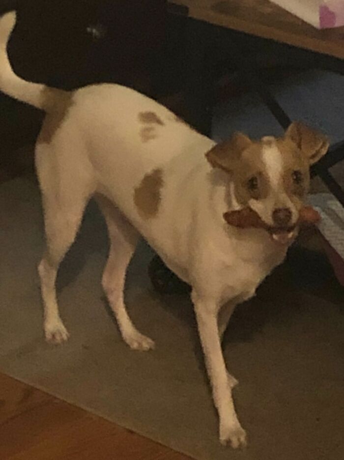 Small dog caught sneaking food with a playful expression, showcasing sneaky pets who tried to steal food but got busted.