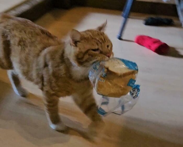 Orange tabby cat caught stealing food by carrying bread bag in its mouth indoors on a wooden floor.