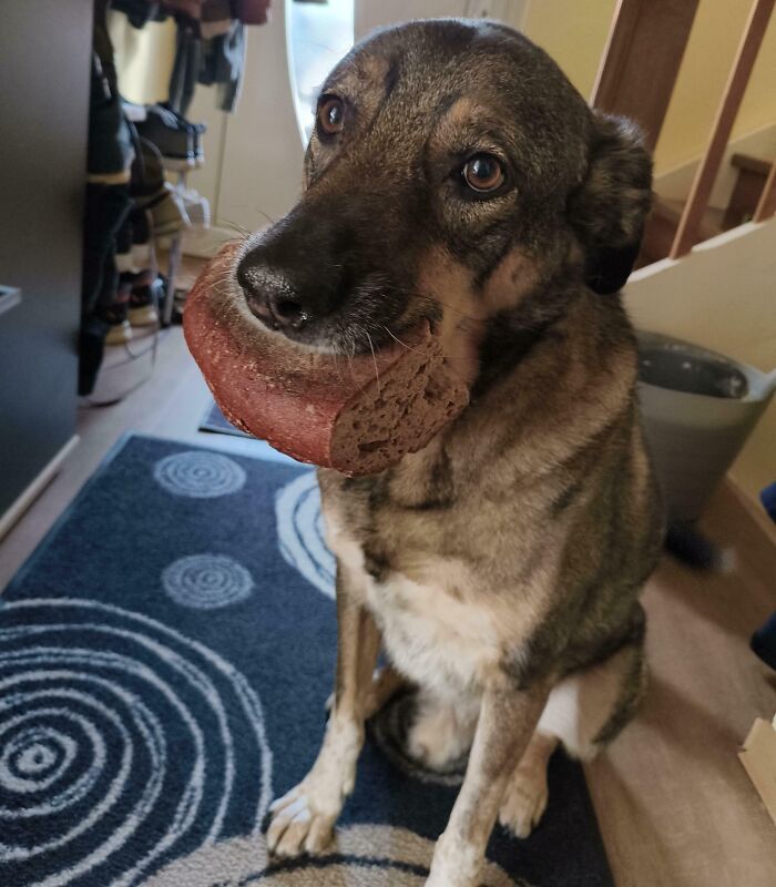 Dog caught sneaking food with a large piece of bread in its mouth, sitting on a patterned rug indoors.