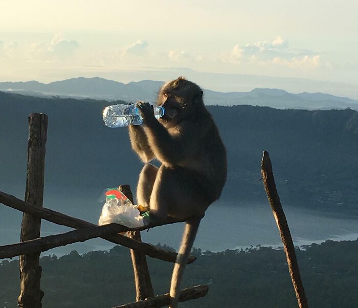 Monkey sitting on wooden branches drinking from a water bottle, one of the sneaky pets caught trying to steal food outdoors.