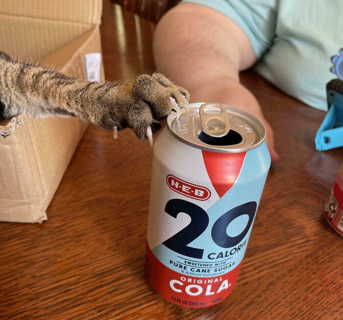 Cat paw with claws extended trying to grab a soda can on a wooden table in a food-stealing pet moment.