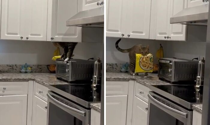 Cat caught stealing food from a kitchen counter, holding a snack bag while standing on a toaster oven.