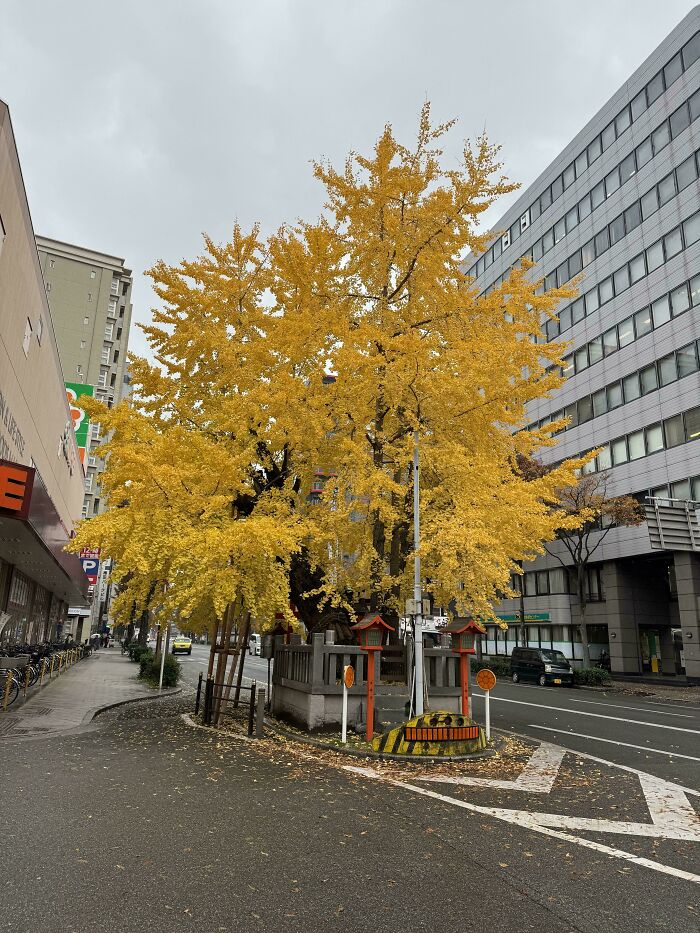 Large golden ginkgo tree in urban setting showcasing impressive things countries implemented in city planning and nature integration.