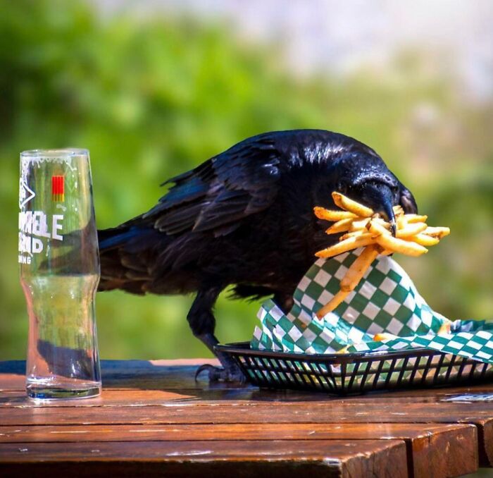 Black crow sneaking fries from a basket on a wooden table, showcasing pets who tried to steal food but got busted.