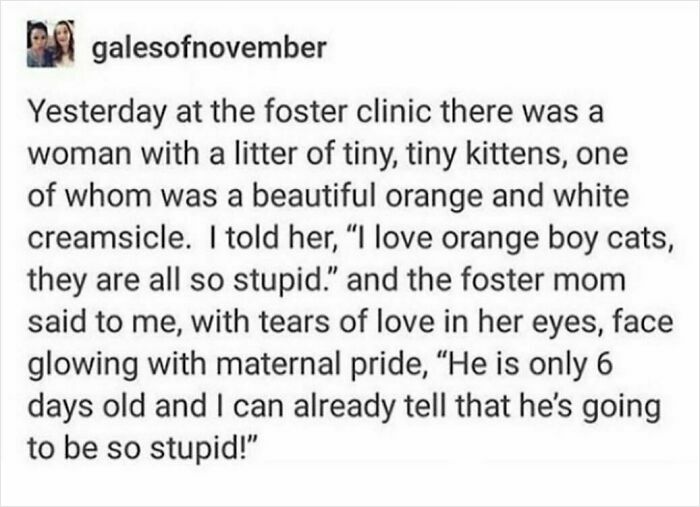 Text post about a woman at a foster clinic with tiny kittens, highlighting quirky cat behavior and weird little guys.