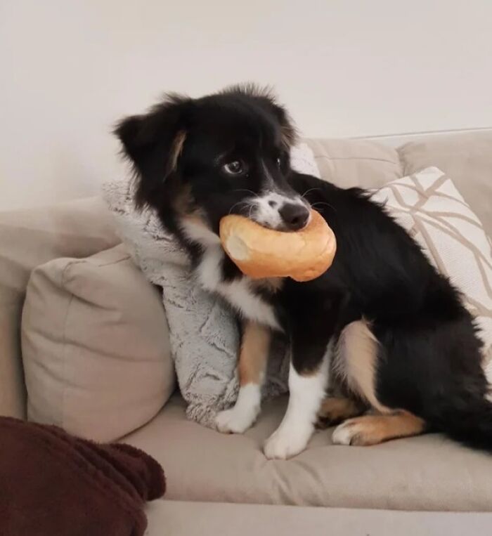 Small black and white dog caught sneaky stealing food, holding a bread roll in its mouth while sitting on a couch.