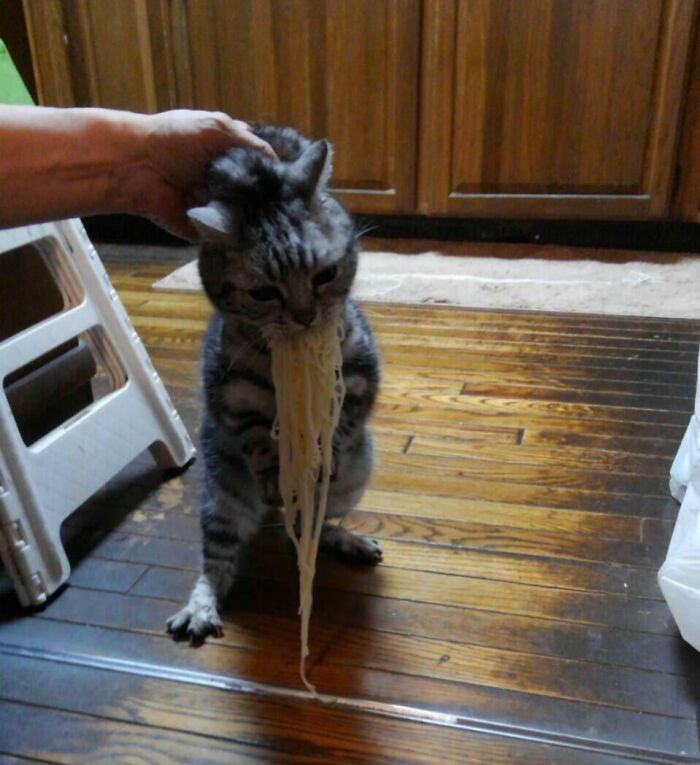 Cat caught stealing food with noodles hanging from its mouth on a wooden kitchen floor in a sneaky pets photo.