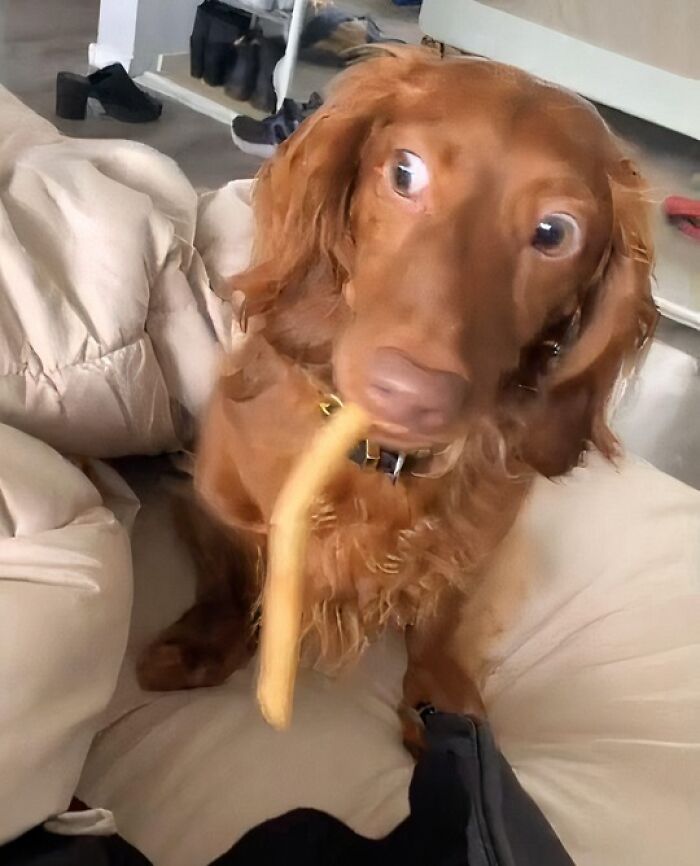 Brown dog caught sneaking a French fry, showcasing sneaky pets who tried to steal food but got busted.