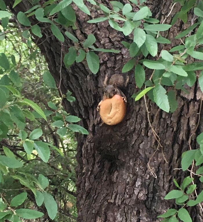 Squirrel caught sneaking food, holding a bagel while clinging to the bark of a tree surrounded by green leaves.