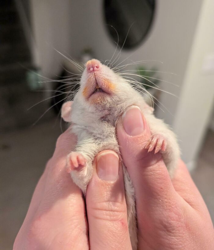 Small sneaky pet held in hands showing orange-stained mouth from trying to steal food caught in the act.