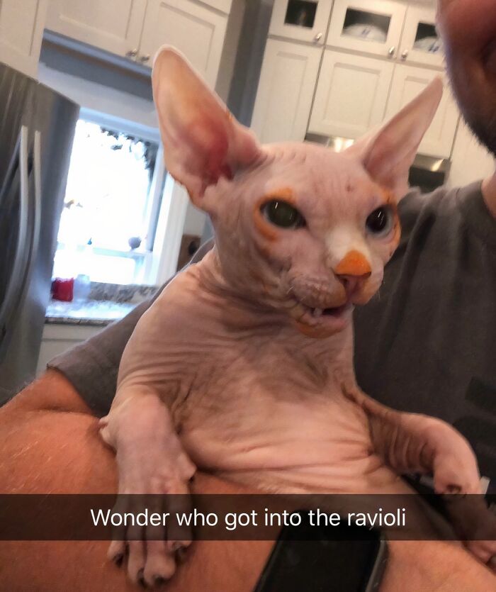 Hairless cat with orange stains on its face being held, caught sneaky pet trying to steal food in a kitchen setting.