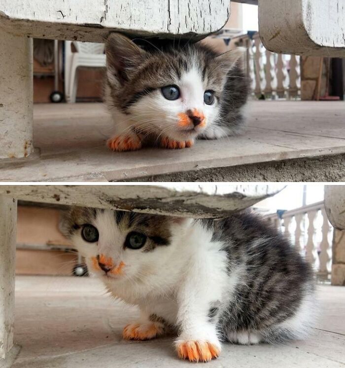 Kitten with orange-stained paws and face caught sneaking food under a bench, one of the sneaky pets who tried to steal food.