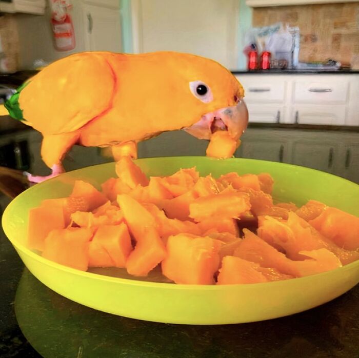 A sneaky pet bird trying to steal food from a plate filled with orange fruit chunks in a kitchen setting.