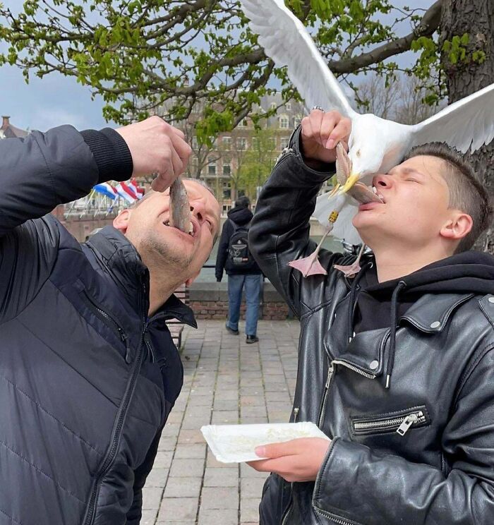 Two men feeding fish by mouth while a sneaky pet bird tries to steal food from one of them outdoors.