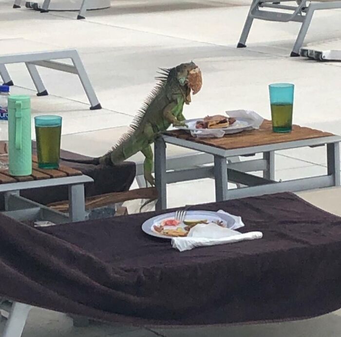 Iguana sneaking food from a table next to poolside chairs with plates and drinks on the table.