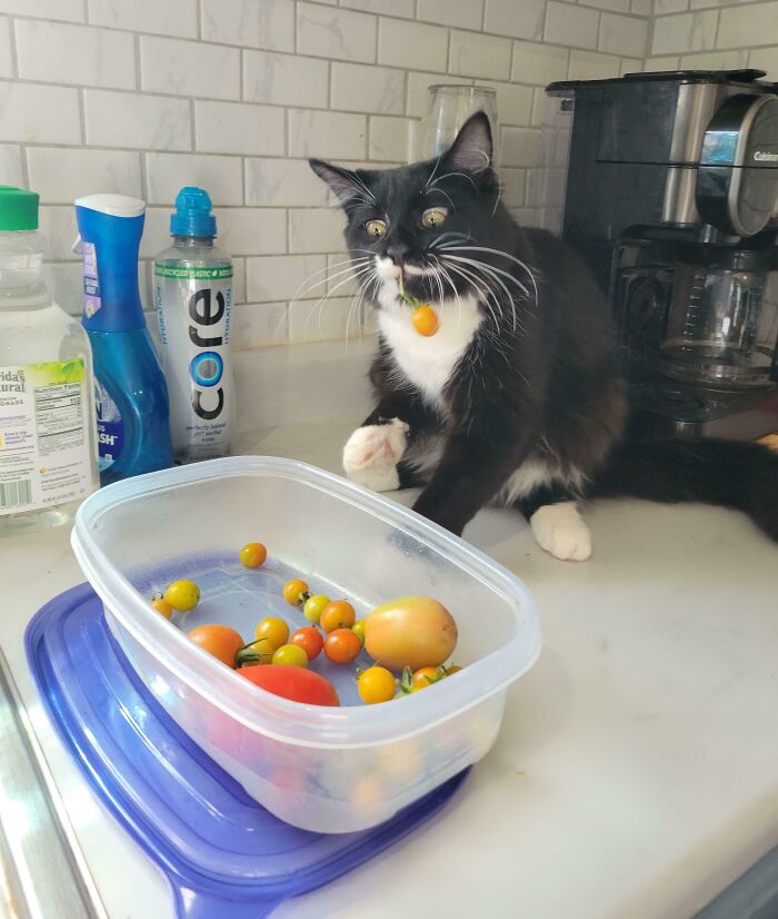 Black and white cat caught stealing food, with cherry tomatoes on the counter and one in its mouth.