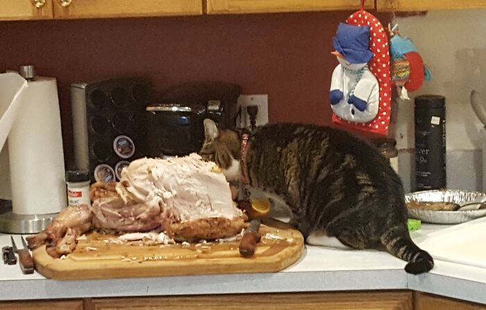 Tabby cat caught sneaking turkey on kitchen counter, one of the sneaky pets who tried to steal food but got busted.