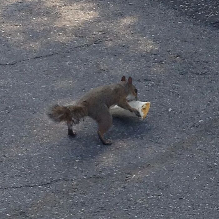 Squirrel caught trying to steal food by carrying a piece of bread on a paved surface in sneaky pets food theft moment.