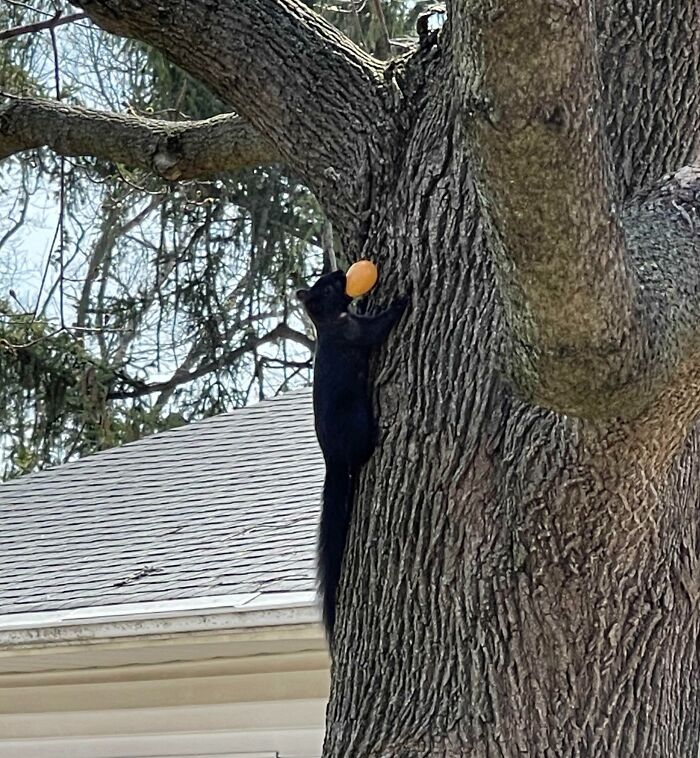 Black squirrel climbing a tree with food in its mouth, one of the sneaky pets trying to steal food but getting busted.