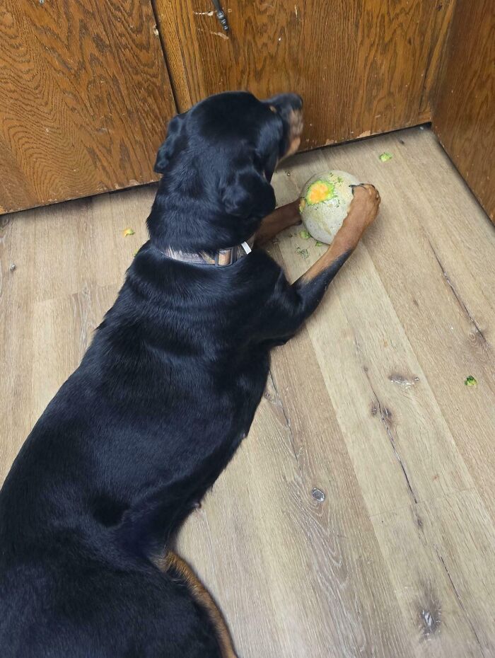 Black dog caught trying to steal food, holding a partially eaten cantaloupe on a wooden kitchen floor.