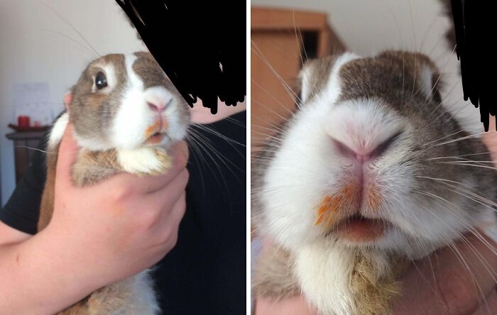 Close-up of a sneaky pet rabbit caught trying to steal food with crumbs on its mouth, showing guilty expression.