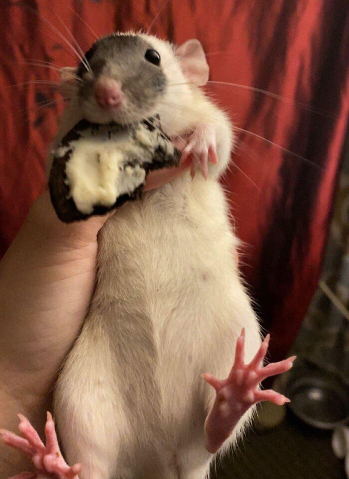 Sneaky pet rat caught trying to steal and eat a bitten cookie, held gently against a red background.