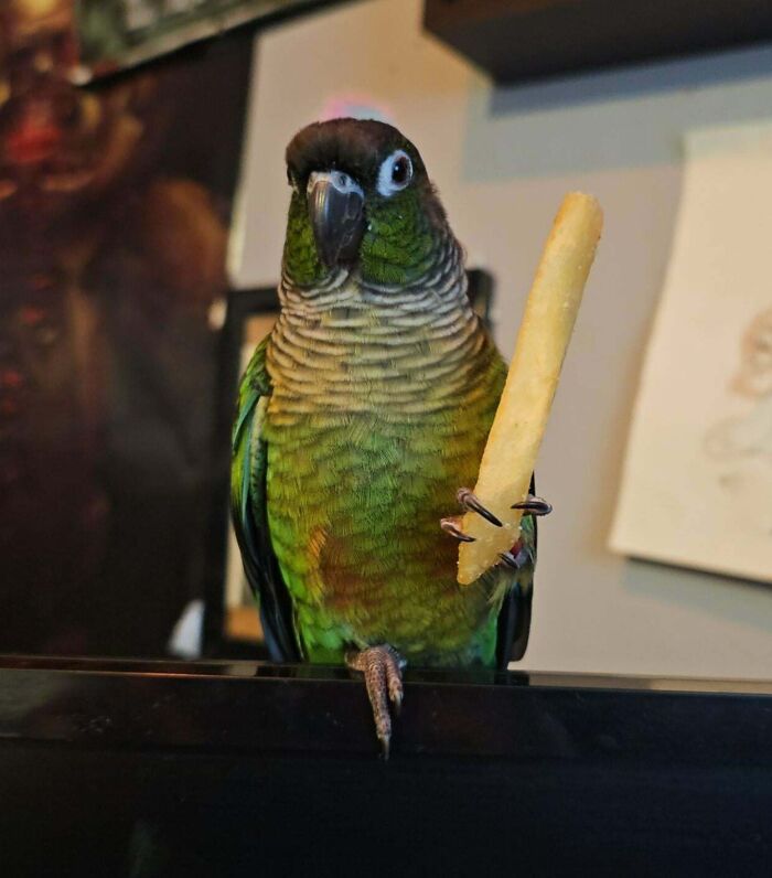 Green parrot sneaky pet caught holding a French fry while trying to steal food inside a home.