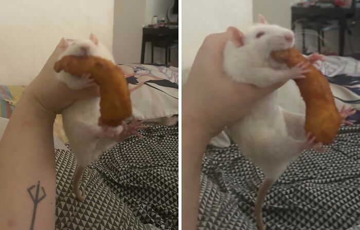 White pet rat caught stealing food, holding a fried snack while being held by a person on a patterned blanket.