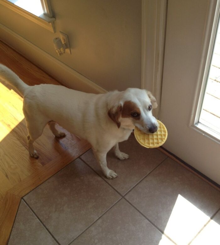 A sneaky pet dog caught trying to steal food holding a waffle in its mouth near a door inside a home.