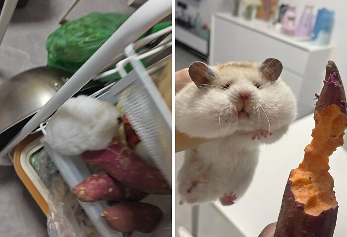 Sneaky pet hamster caught stealing and holding onto a tasty sweet potato, with cheeks puffed full of food.