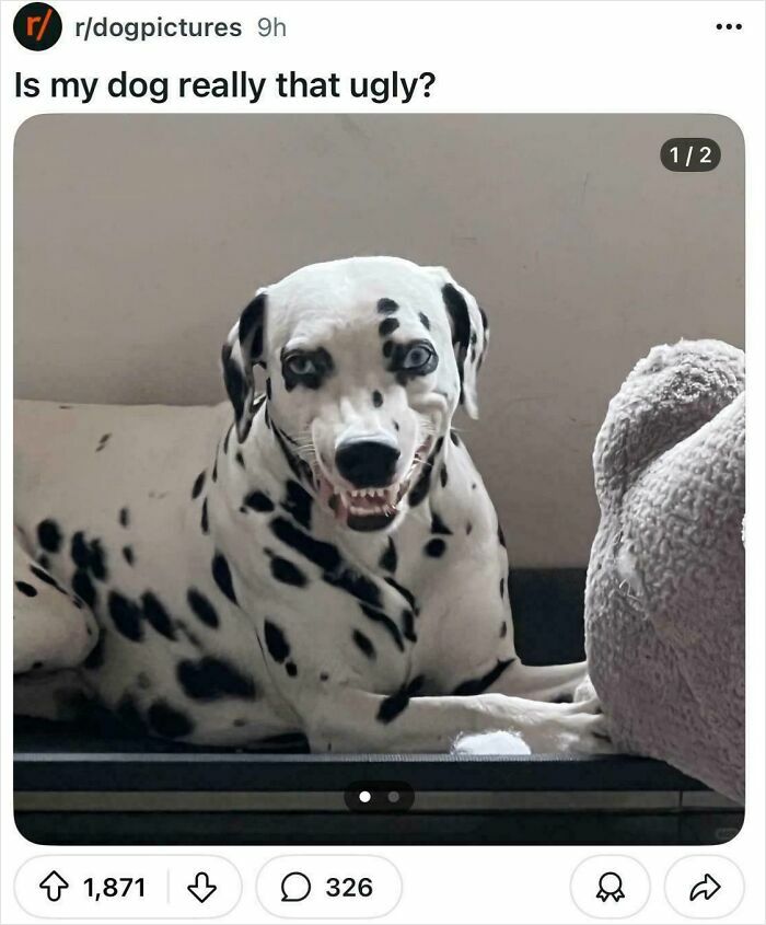 Dalmatian dog making a funny face, one of 67 hilarious posts that have no reason to exist except to make you laugh.