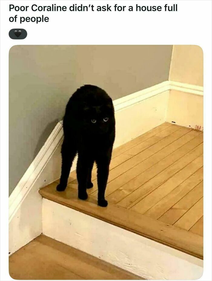 Black cat standing on staircase with arched back and wide eyes, one of 67 hilarious posts to make you laugh.