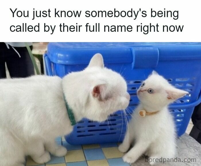 Two white cats facing each other near a blue basket, illustrating animal memes to scroll through while your pet is sleeping.