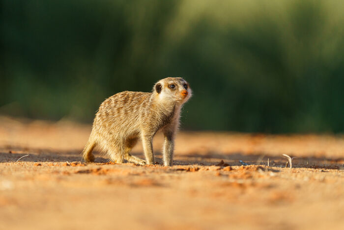 What's That Over There?