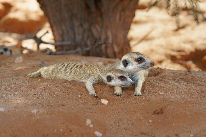 Even Meerkats Need A Break!