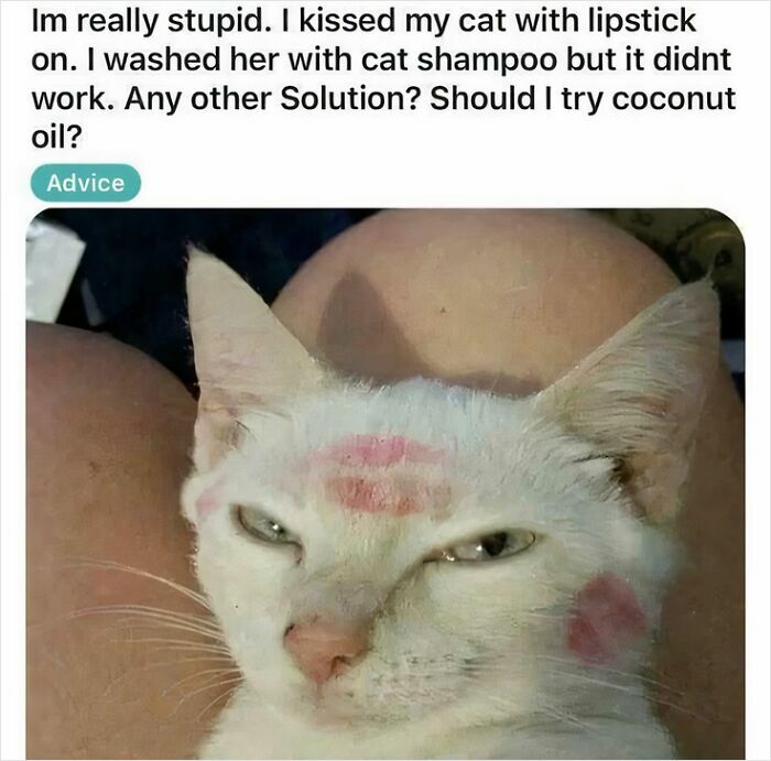 A white cat with multiple lipstick kiss marks on its face with a humorous caption about washing it with cat shampoo.