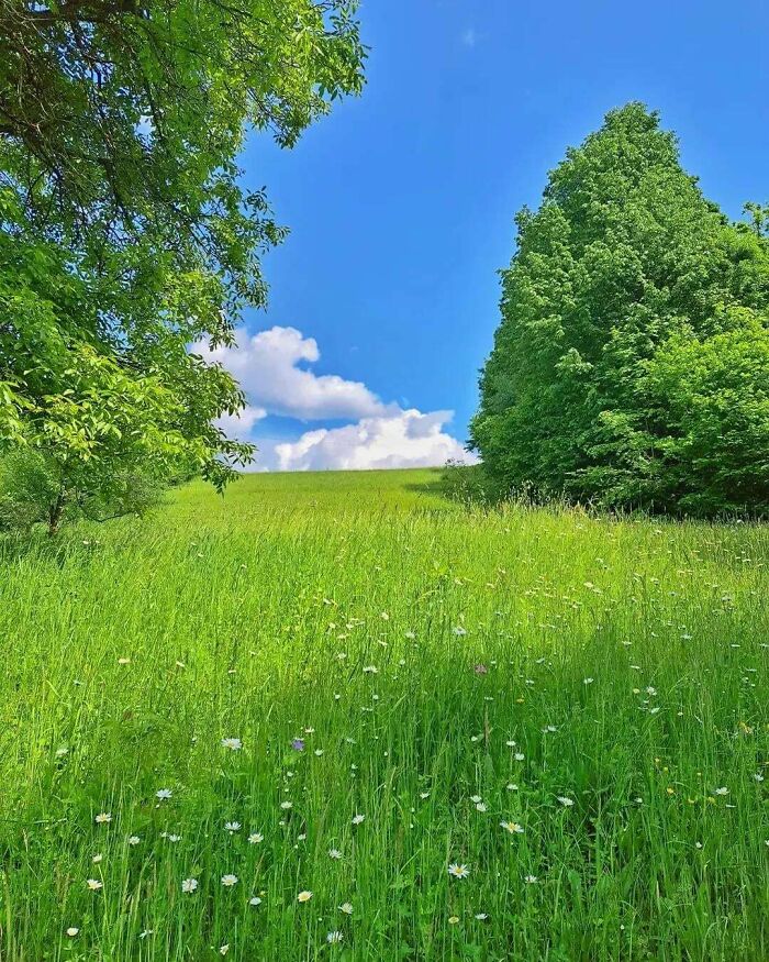 Green grassy field with wildflowers and trees under a bright blue sky, an unusual liminal space nature scene.
