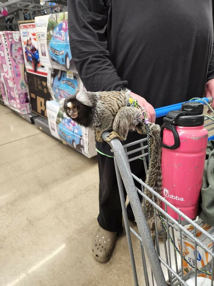 Small monkey perched on a shopping cart handle with colorful water bottle in a Walmart store, funny Walmart people moment.
