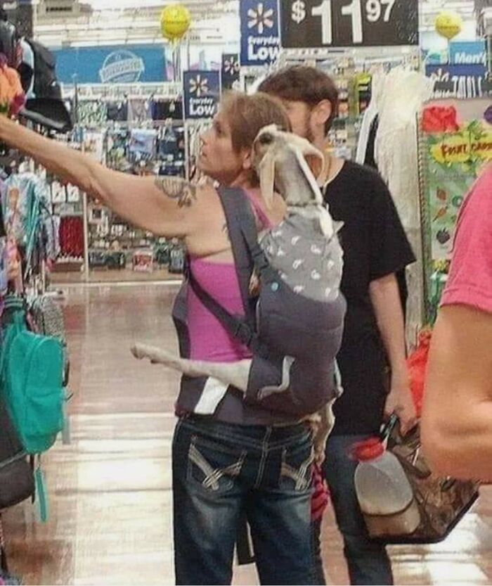 Woman at Walmart carrying a dog in a baby carrier while shopping, surrounded by various store products and customers.