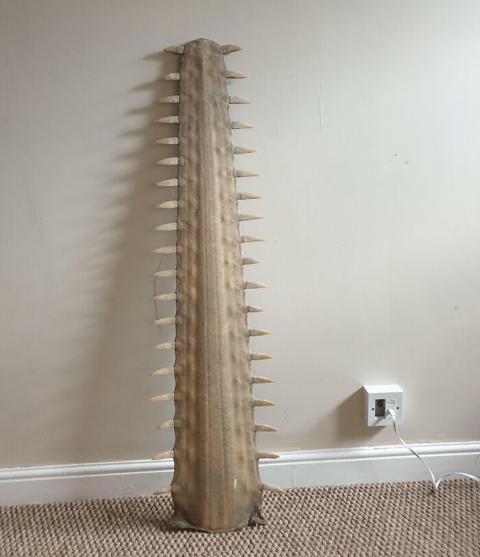 Unusual spiked object resembling a large dried fish spine standing against a wall, a bizarre Christmas gift idea.