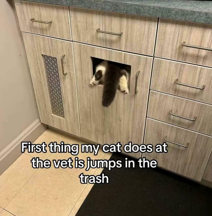 Funny Pictures: cat rear and tail sticking out of vet exam room cabinet hole beneath counter