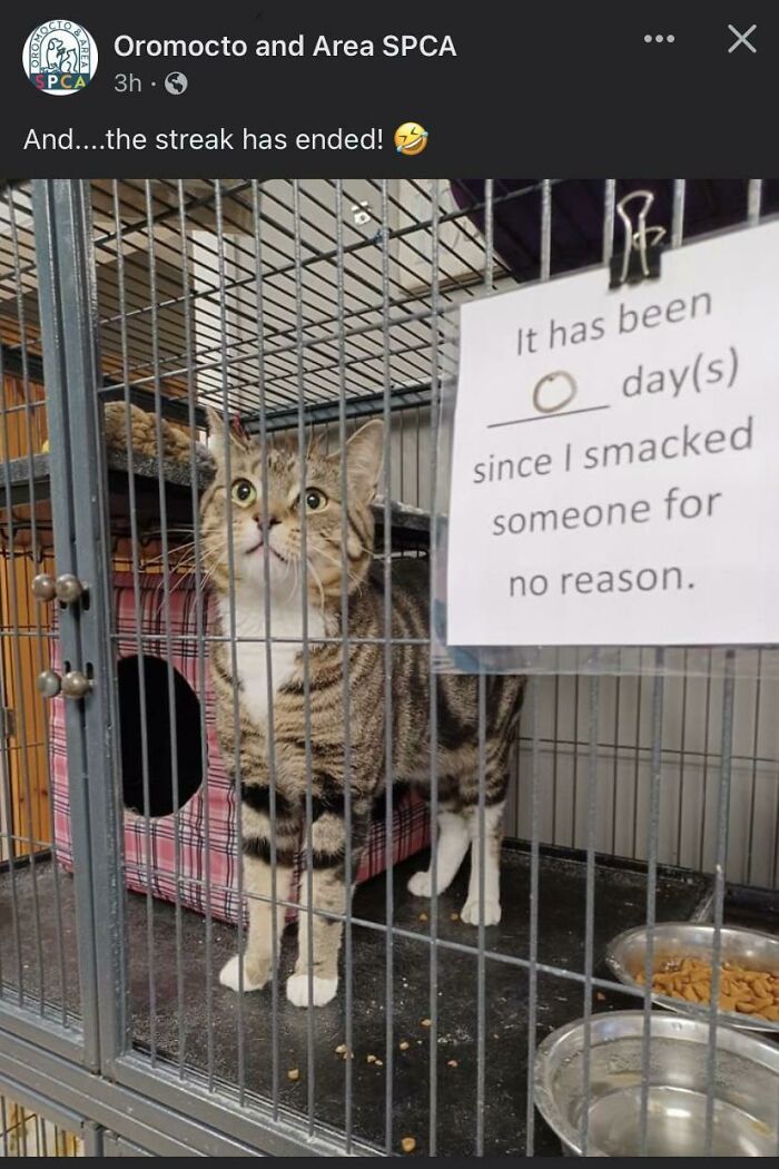 Tabby cat behaving like jerks inside a cage with a sign about smacking someone for no reason.