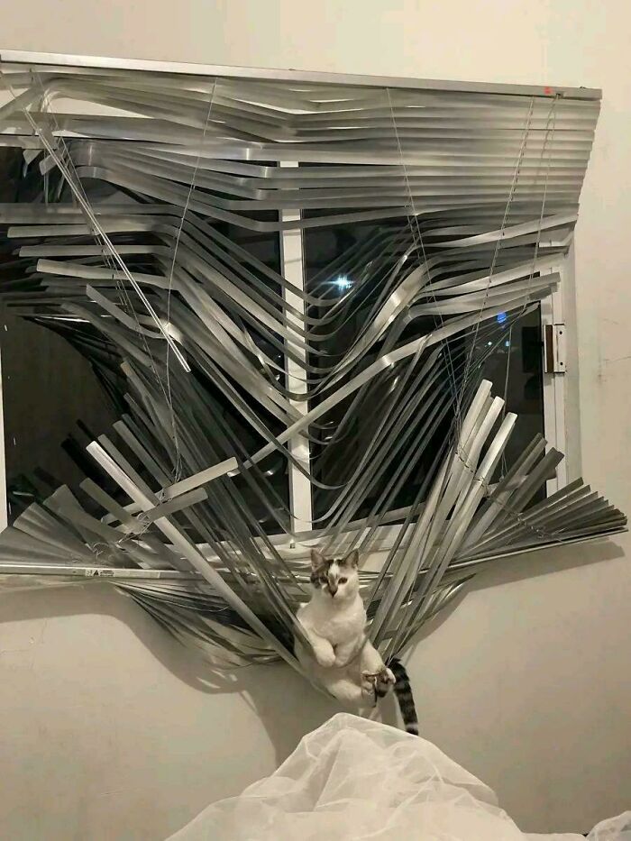 Cat caught behaving like a jerk after destroying window blinds, tangled and sitting amidst the damage in a bedroom setting.